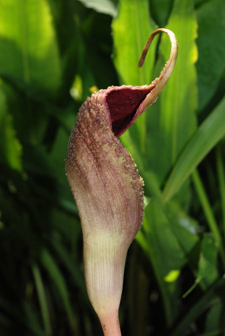 Lagenandra dewitii