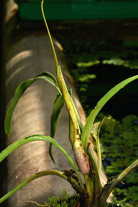 Lagenandra erosa
