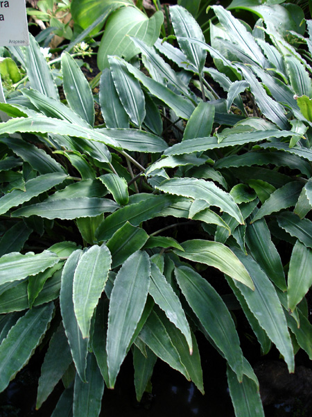 Lagenandra lancifolia