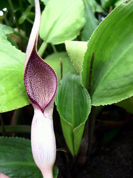 Lagenandra meeboldii