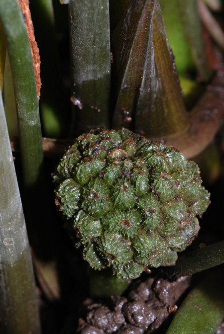 Lagenandra meeboldii