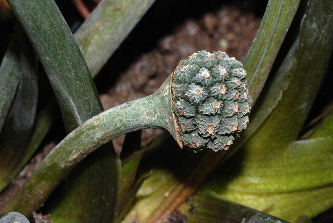Lagenandra meeboldii