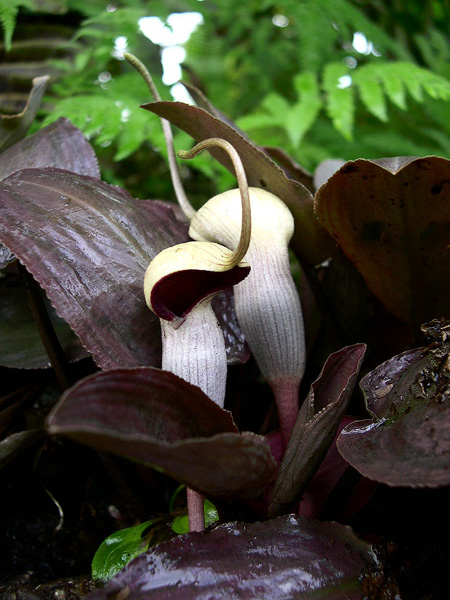 Lagenandra meeboldii
