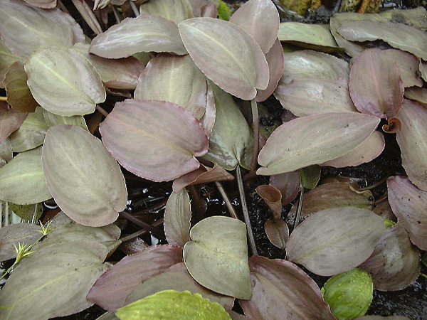 Lagenandra meeboldii