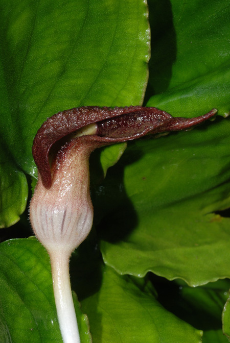 Lagenandra nairii