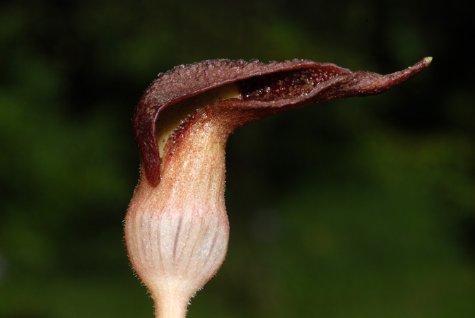 Lagenandra nairii