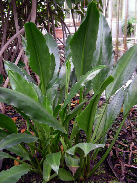 Lagenandra ovata