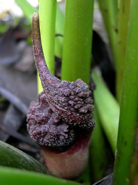 Lagenandra ovata