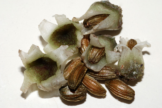 Lagenandra ovata