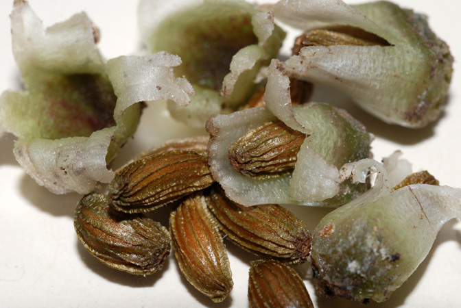 Lagenandra ovata