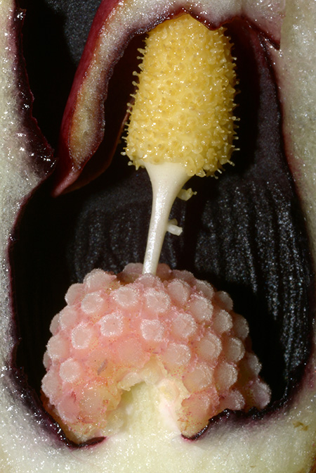 Lagenandra ovata