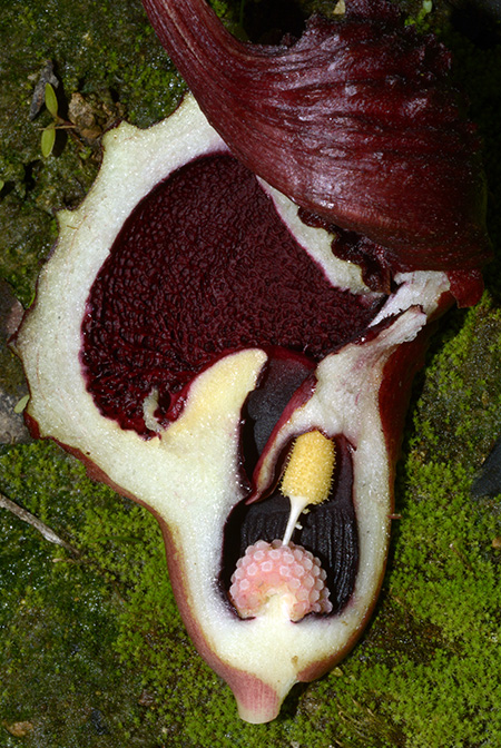 Lagenandra ovata