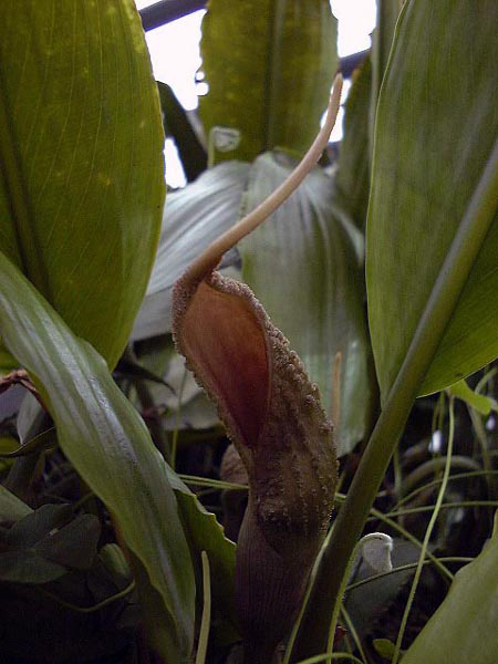 Lagenandra praetermissa