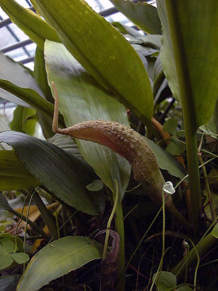 Lagenandra praetermissa