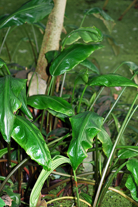 Lagenandra praetermissa