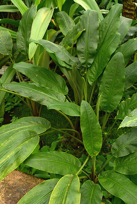 Lagenandra praetermissa