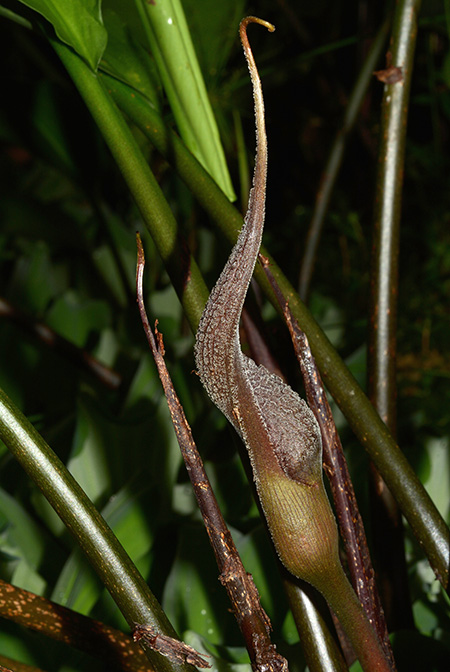 Lagenandra praetermissa