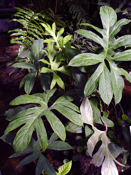 Lasia spinosa