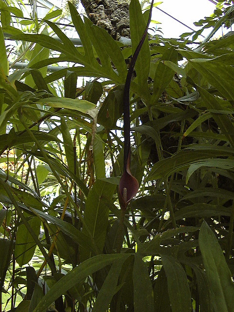 Lasia spinosa
