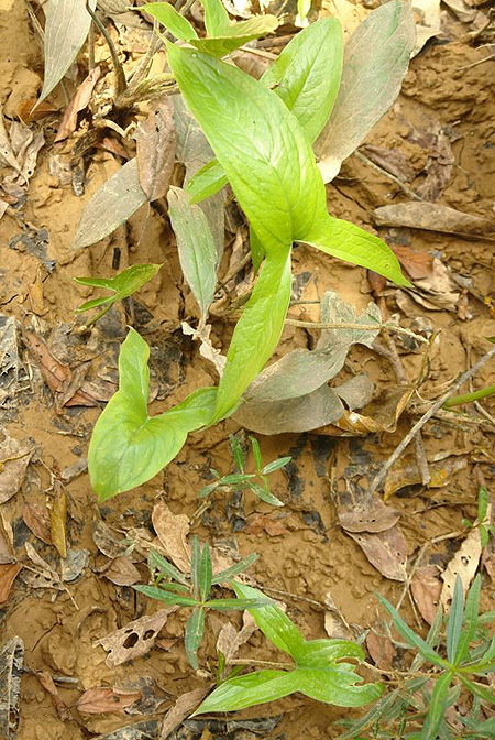Lasia spinosa