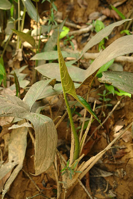 Lasia spinosa