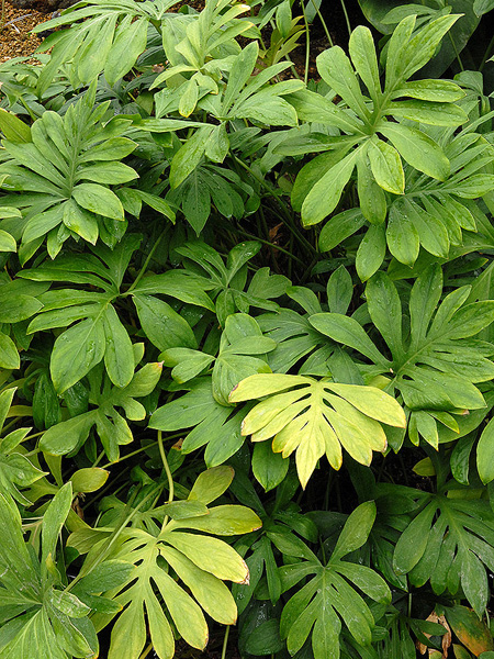 Lasia spinosa