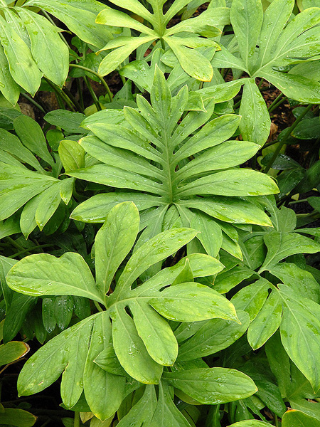 Lasia spinosa