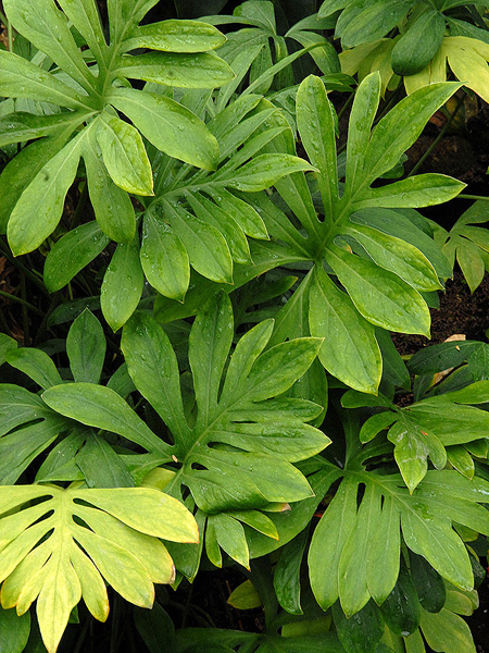 Lasia spinosa
