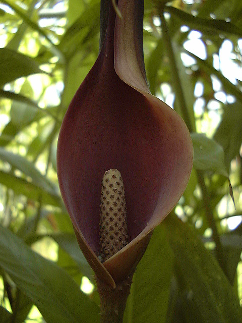 Lasia spinosa