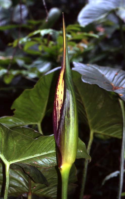 Lasimorpha senegalensis