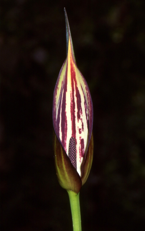 Lasimorpha senegalensis