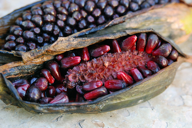 Lasimorpha senegalensis