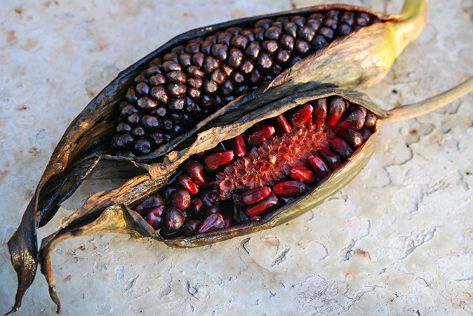 Lasimorpha senegalensis