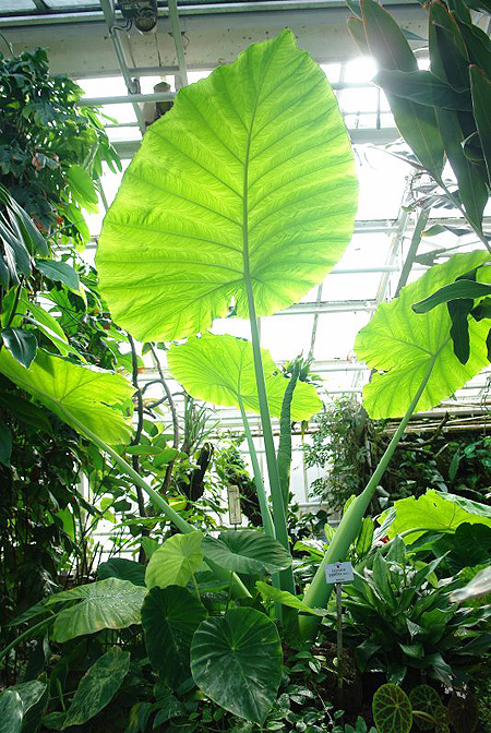 Leucocasia gigantea