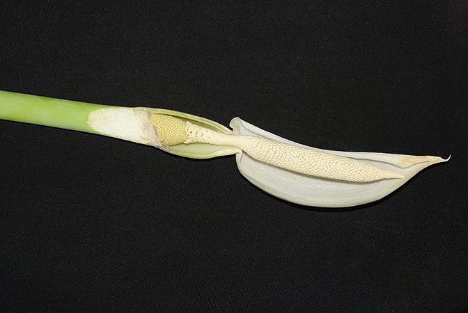 Leucocasia gigantea