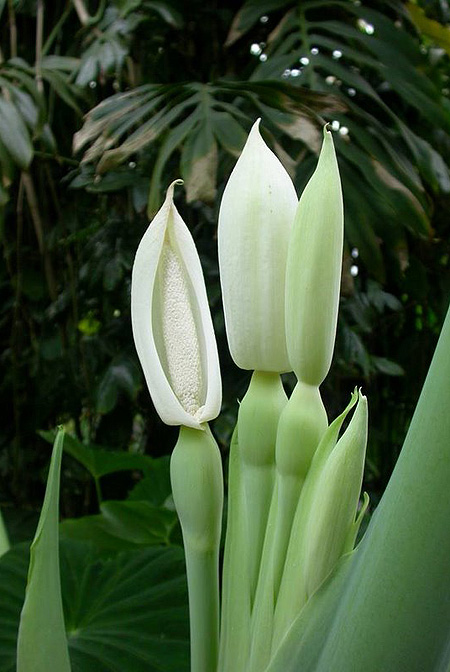 Leucocasia gigantea