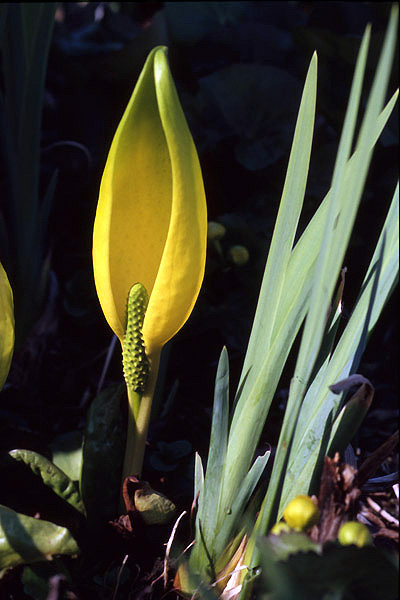 Lysichiton americanus