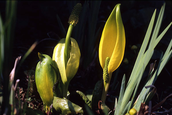 Lysichiton americanus