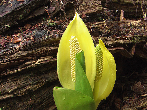 Lysichiton americanus