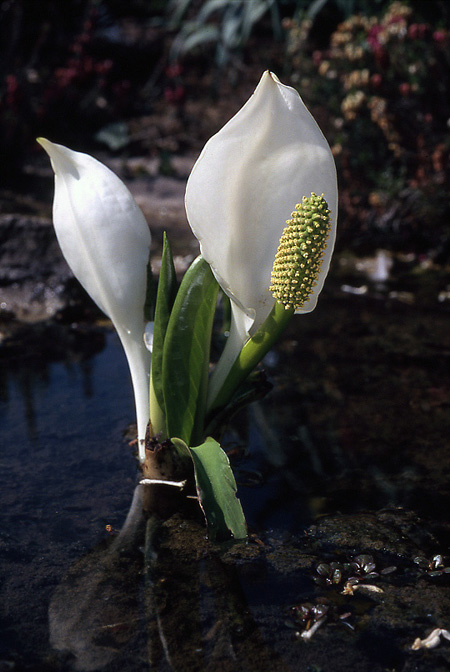 Lysichiton camtschacensis