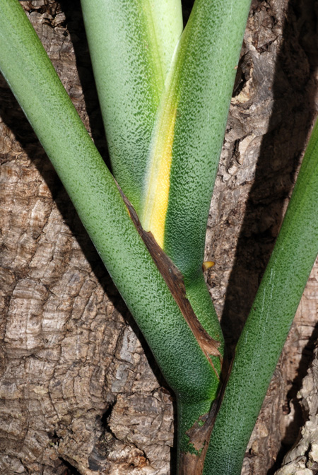 Monstera epipremnoides