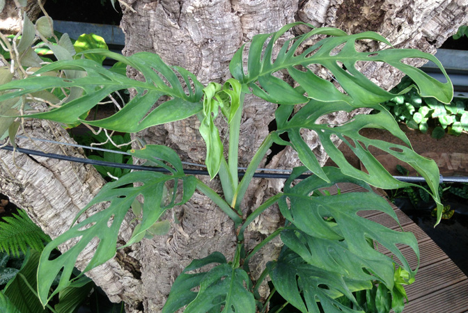 Monstera epipremnoides