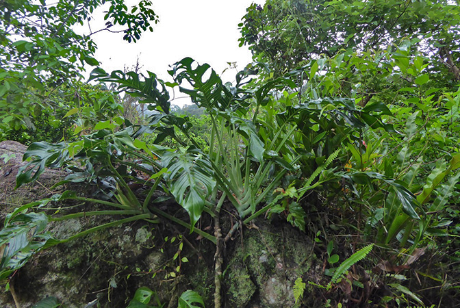 Monstera donosoensis
