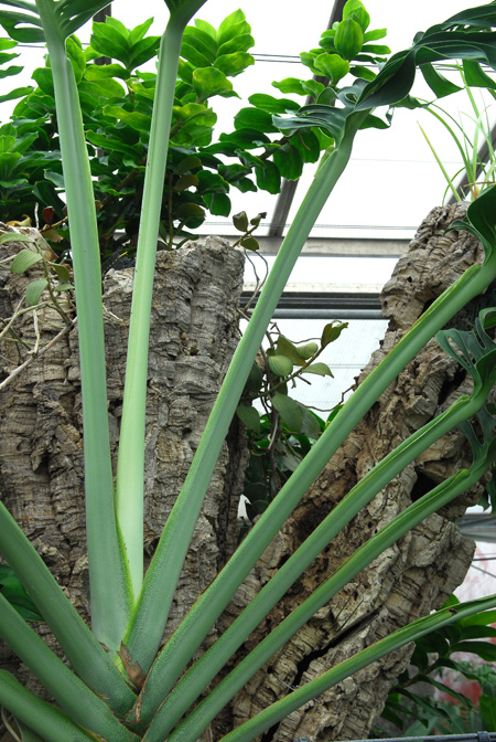 Monstera epipremnoides