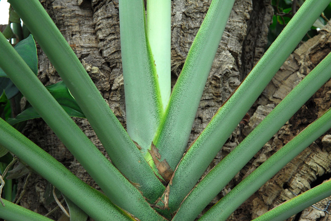 Monstera epipremnoides