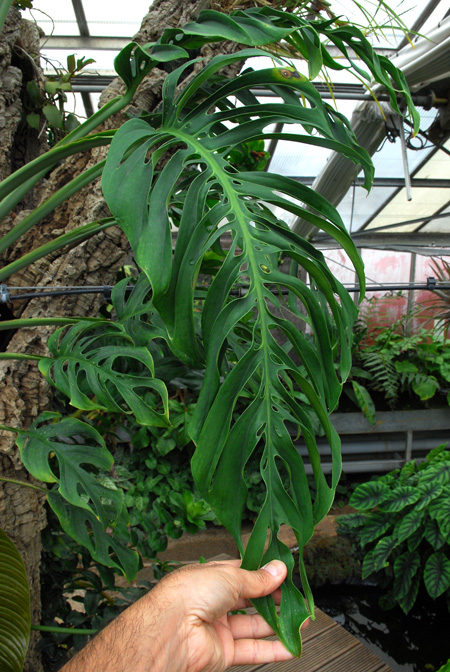 Monstera epipremnoides