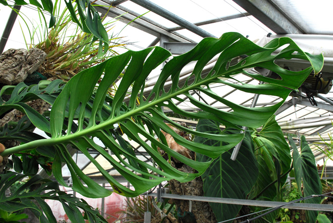 Monstera epipremnoides