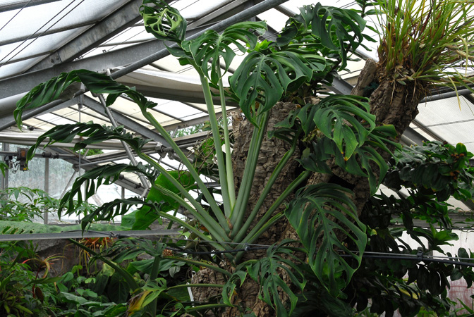 Monstera epipremnoides