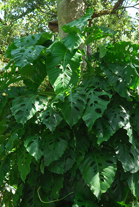 Monstera acacoyaguensis