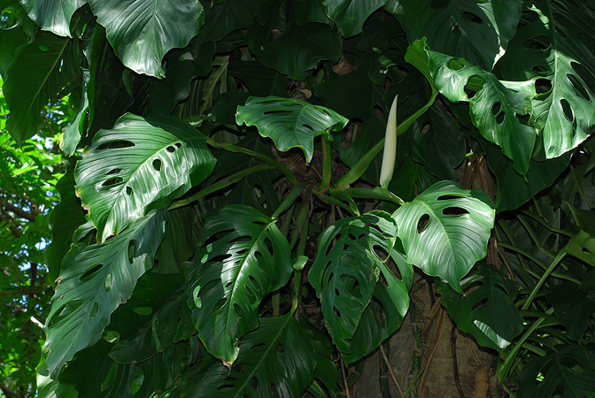 Monstera acacoyaguensis